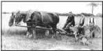 Farming in Bradway early this century