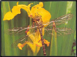 A female Southern Hawker dragonfly takes a rest on a water iris flower